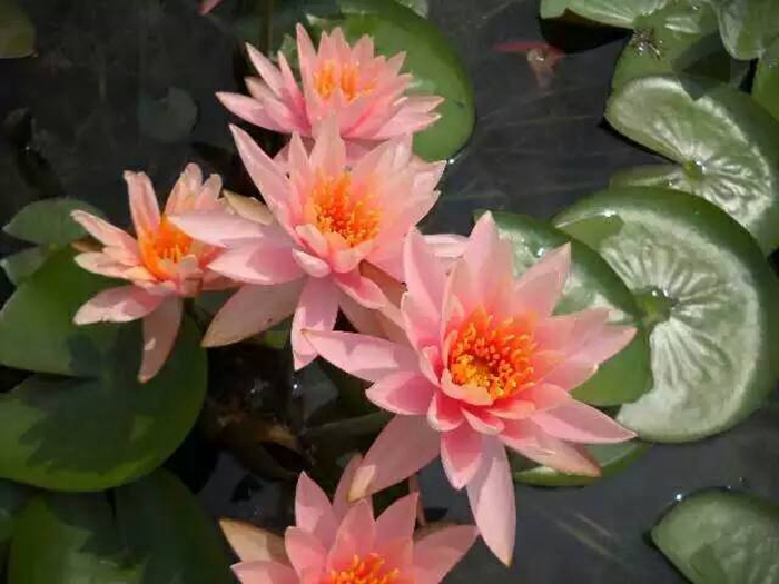 盆栽睡莲